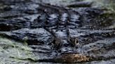 Nature's best: Record rainfall gives this Everglades alligator Jacuzzi-like experience