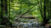 Bernheim forest and Bell Bowl Prairie are warnings of increasing seizure of wild lands