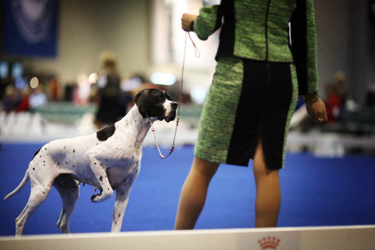 7 Dogs Beat Out 3,000 Canine Competitors to Win at Westminster including 'Best In Show'