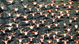 Mueren 220 flamencos en Argentina por un brote de gripe aviar
