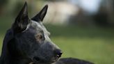 Australian Stumpy Tail Cattle Dog: Dog Breed Characteristics and Care