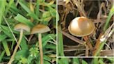 南非發現兩種新型迷幻蘑菇