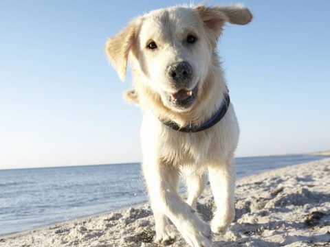 Dogs at the Beach: Safety Tips for Enjoying Dog-Friendly Beaches