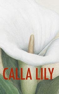 Calla Lily