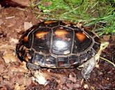 Chinese box turtle