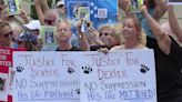 100 animal advocates rally ahead of hearing for Pinellas man accused of killing dog he adopted days prior