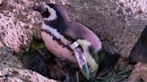 3 baby penguins thriving at John Ball Zoo