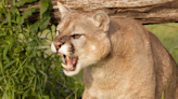 Biker Screams At Cougar Bay Area Trail: "Oh My God!"