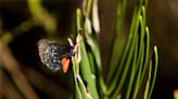 Why are rare tropical butterflies making a home at USF? 'They're clearly eating something'