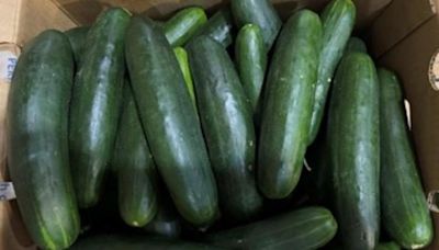 Cucumbers recalled in 14 states due to salmonella risk