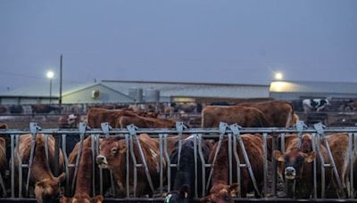 Is our milk safe? Here’s what to know about bird flu particles in dairy products. - The Boston Globe