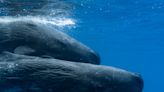 What are sperm whales saying? Researchers find a complex 'alphabet'