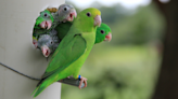 Why these parrots sometimes kill each other's chicks