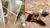 Mumbai: 10 pedigree dogs rescued from ‘cruel owner’ in Mulund