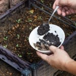 How to Use Coffee Grounds in the Garden