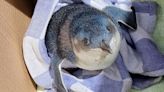 'Feisty' Penguin Rescued After Causing Delay At New Zealand Airport