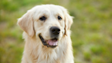 Moment Golden Retriever Realizes It's 'Her Special Day' Is the Best Birthday Gift