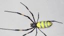 No, ‘flying’ venomous spiders are not coming for you this summer