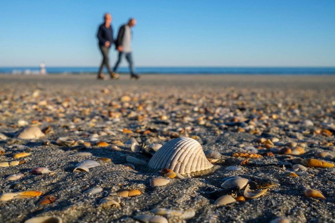 What beaches are best for seashells in Myrtle Beach SC area? Here’s where you should look