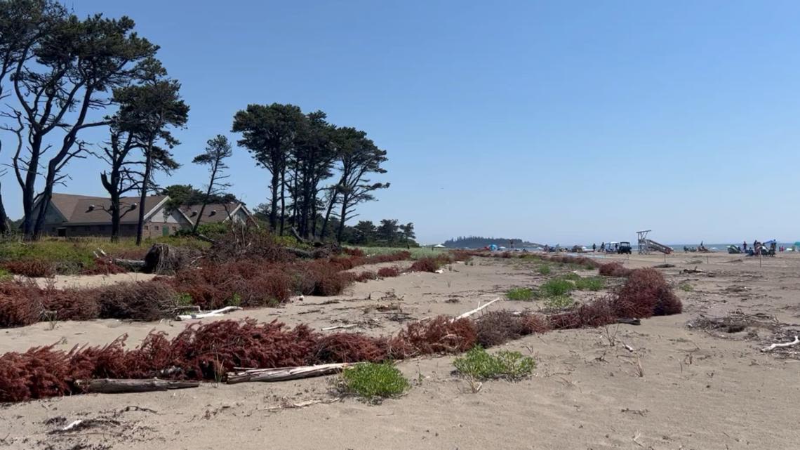 How Christmas trees are helping restore the dunes at Popham Beach State Park