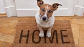 Macho alfa? Veterinária fala sobre o mito da dominância dos cães em casa | Donna
