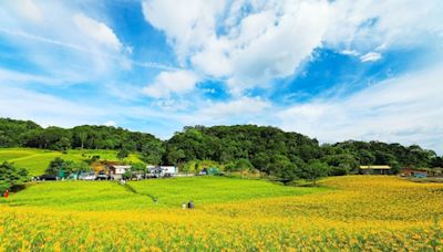 花蓮金針花季 8/10開跑