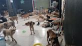 Refugio salva a perritos de la llegada del huracán Beryl