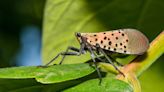 7 ways to get rid of spotted lanternflies