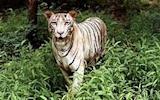 White Tiger Animal Facts | Panthera tigris tigris - A-Z Animals
