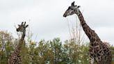 Giraffe at Toronto Zoo dies under anesthesia during castration procedure - Toronto | Globalnews.ca