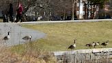 Dogs allowed: Worcester looking for four-legged solution to geese gatherings at city parks