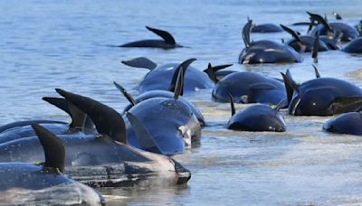 Más de 70 ballenas piloto quedan varadas en Escocia