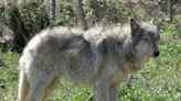 Wolf-dog hybrid kept as family pet kills child in Alabama