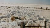 “Una tarea terrible”: sufrió en su campo la peor nevada de la historia y cuenta cómo hacen para evitar que todo se repita