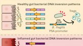 Bacteria in the intestine that change in response to inflammation could have an impact on our immune system