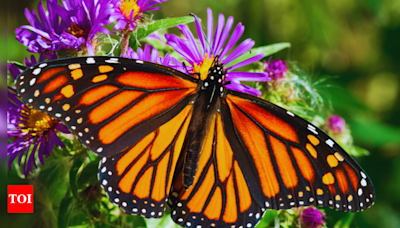 Meet the Monarchs: All about the butterfly that travel 2,500 miles - Times of India