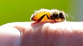 Florida beekeepers feel the sting from dead bees, less honey money