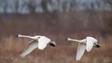 North America has three types of swans | ECOVIEWS