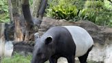 日本馬來貘空運抵台卻猝死 北市動物園：可能是世界首例