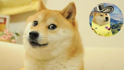Estos son los mejores memes Doge que inspiró Kabosu, perra que murió y tendrá velorio