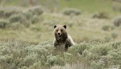 Grizzly bear euthanized on Yellowstone River outside park