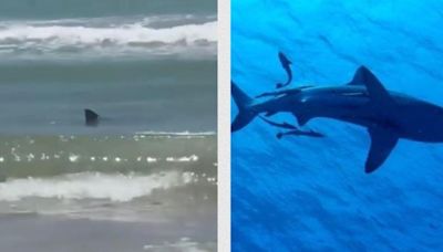 Ya suman 4 personas atacadas por un tiburón en playa de Texas