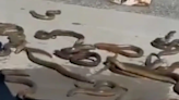 Video: Eels Escape From Cargo Box, Slither On Canada Airport's Tarmac