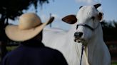 Most expensive cow ever sold at auction for $4 million, according to Guinness World Records