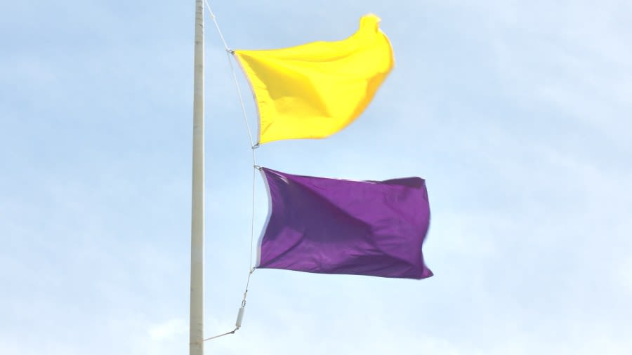 Moon Jellies and Sea Nettles call for purple flags on Panhandle beaches