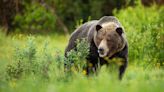 Idaho Fish and Game confirms first grizzly bear sighting west of I-15 - East Idaho News