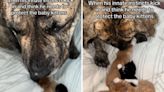 Moment 160lb guardian dog's instincts kick in to "protect" newborn kittens