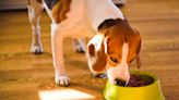 Multiple brands of dog food recalled as FDA warns of salmonella risks