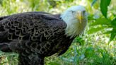 Avoid eagles? That’s what a Nebraska municipal golf course is asking after a group of eaglets was hatched