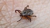 Climate change could cause spike in ticks - and drive up Lyme disease cases